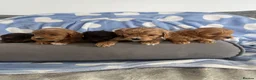 Cockapoo dogs for sale: F1 Cockapoos  - Advert 6