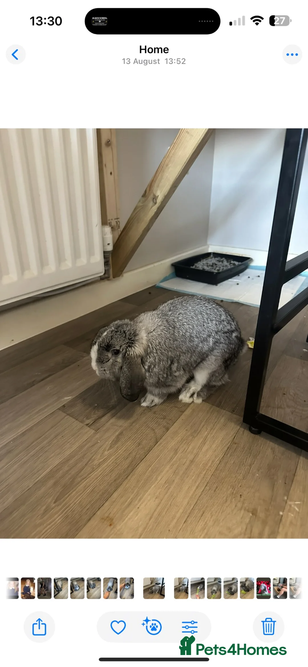 Mini Lop rabbits for sale: Mini lop - Advert 2