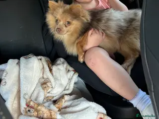 Pomeranian dogs Teacup Pomeranian merle lilac - Advert 2