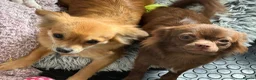 Chihuahua dogs for sale: 2 long haired adult chihuahua girls in Hebburn - Advert 7