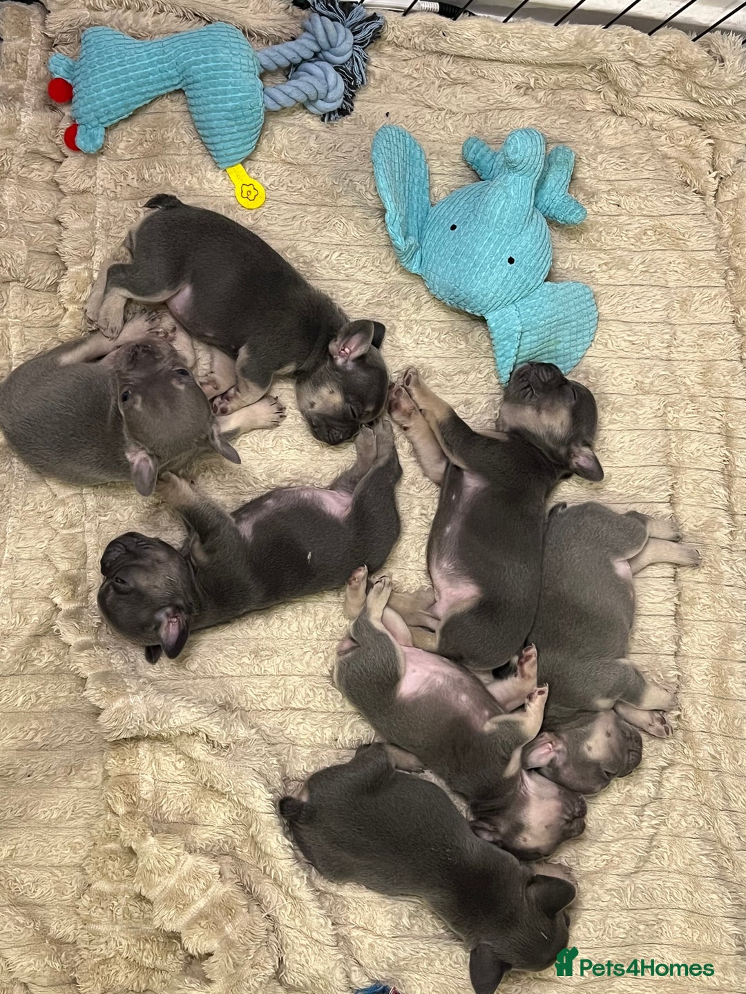 French Bulldog dogs for sale: Lilac tan French bulldog puppies  - Advert 7