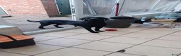 Labrador Retriever dogs for sale: Black lab for rehoming  - Advert 3
