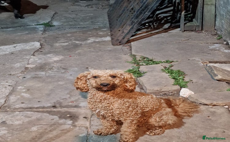 Miniature Poodle dogs - Advert 14