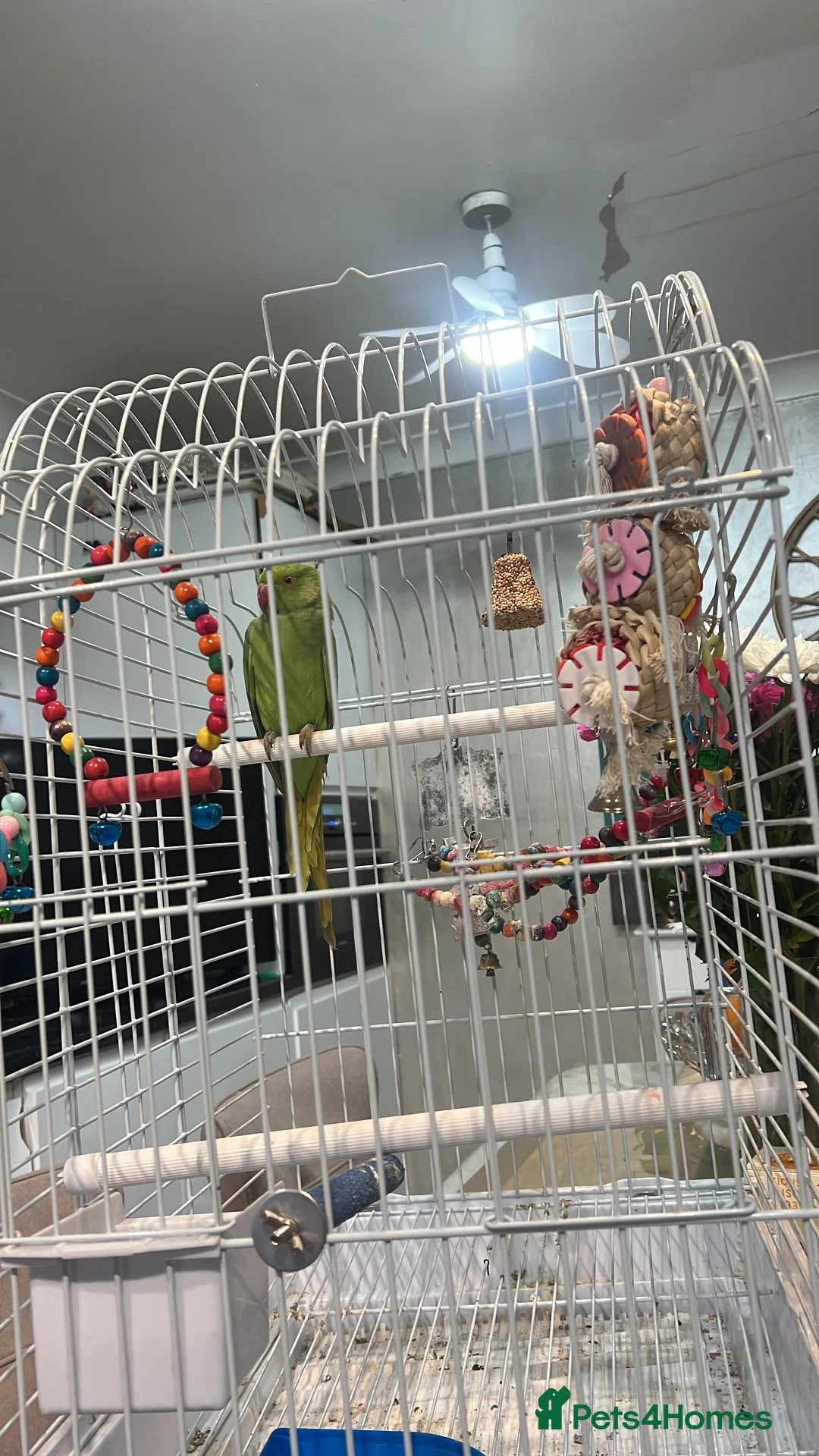 Ringnecks birds for sale: Ring neck  - Advert 2