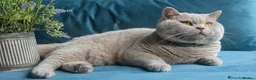 British Shorthair cats for sale: Lilac British shorthair GCCF and TICA registered in York - Advert 17