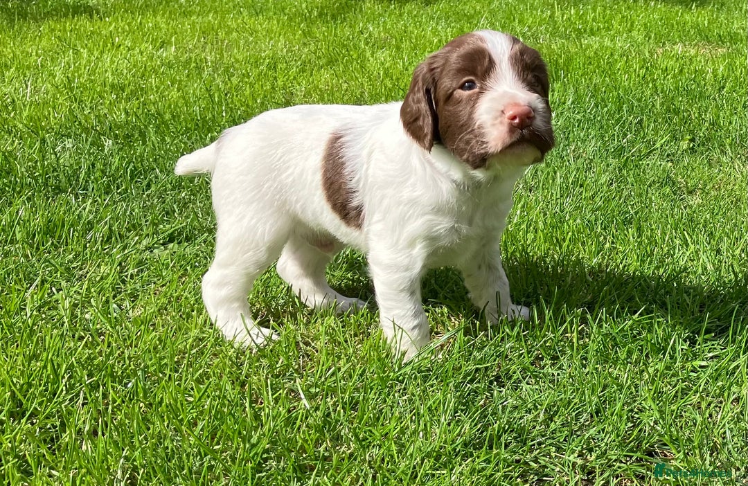 English Springer Spaniel dogs for sale: English Springer Spaniel puppies (2 lovely boys) - Image 13