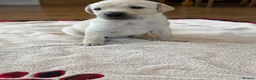 Labrador Retriever dogs for sale: Beautiful Show/working Labrador puppies  - Advert 12