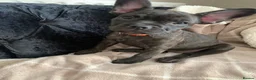 Mixed Breed dogs for sale: Frenchies x Pomeranian puppies - Advert 3