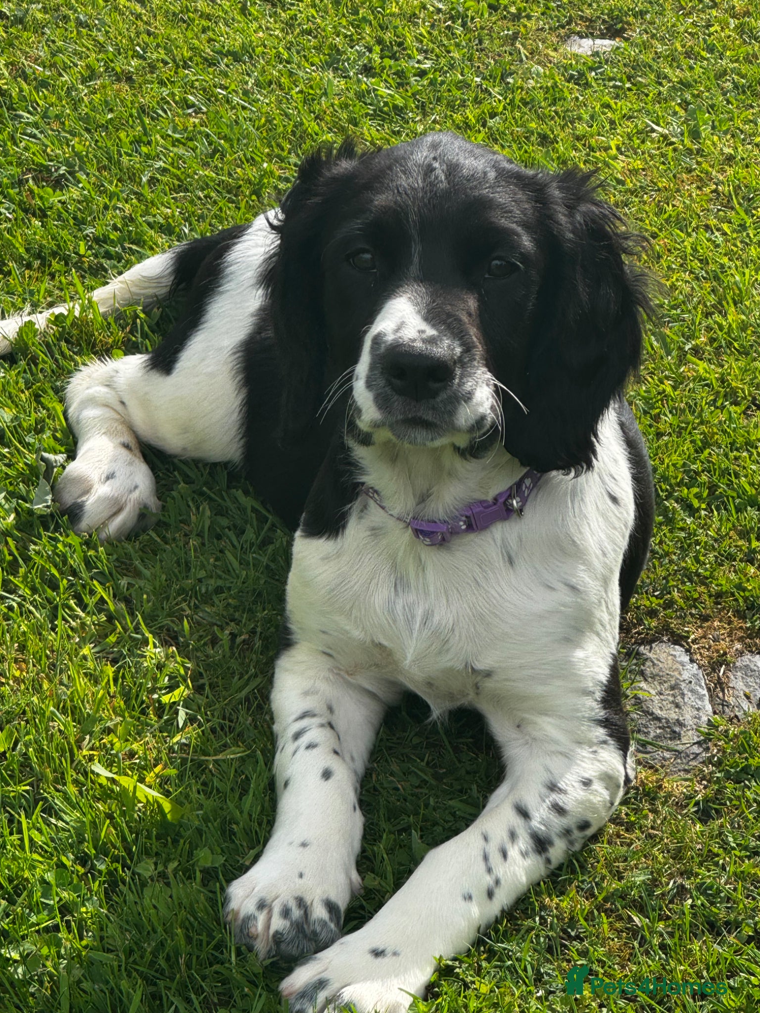 English Springer Spaniel dogs Springer Spaniel Puppies  - Advert 2