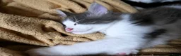 Mixed Breed cats for sale: 🐱 Beautiful Half Maine Coon Kitten For Sale in Llanfairpwllgwyngyll - Advert 9