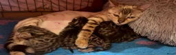 Bengal cats for sale: Half Bengal kittens - Advert 28