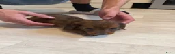 Miniature Dachshund dogs for sale: Miniature Dachshund long haired (KC REG) - Advert 9