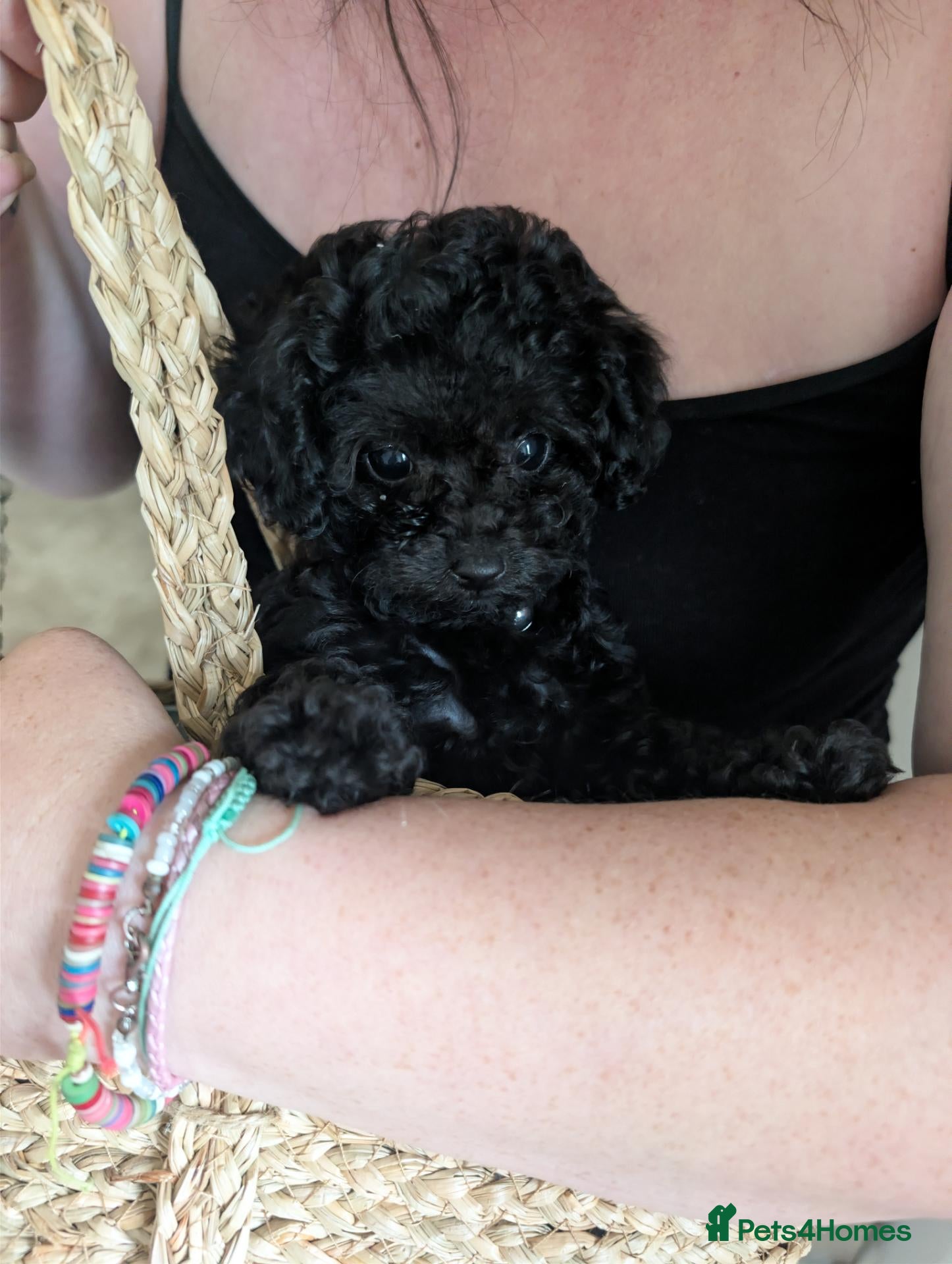 Toy Poodle dogs Full Asian toy poodle GIRLS  - Advert 7
