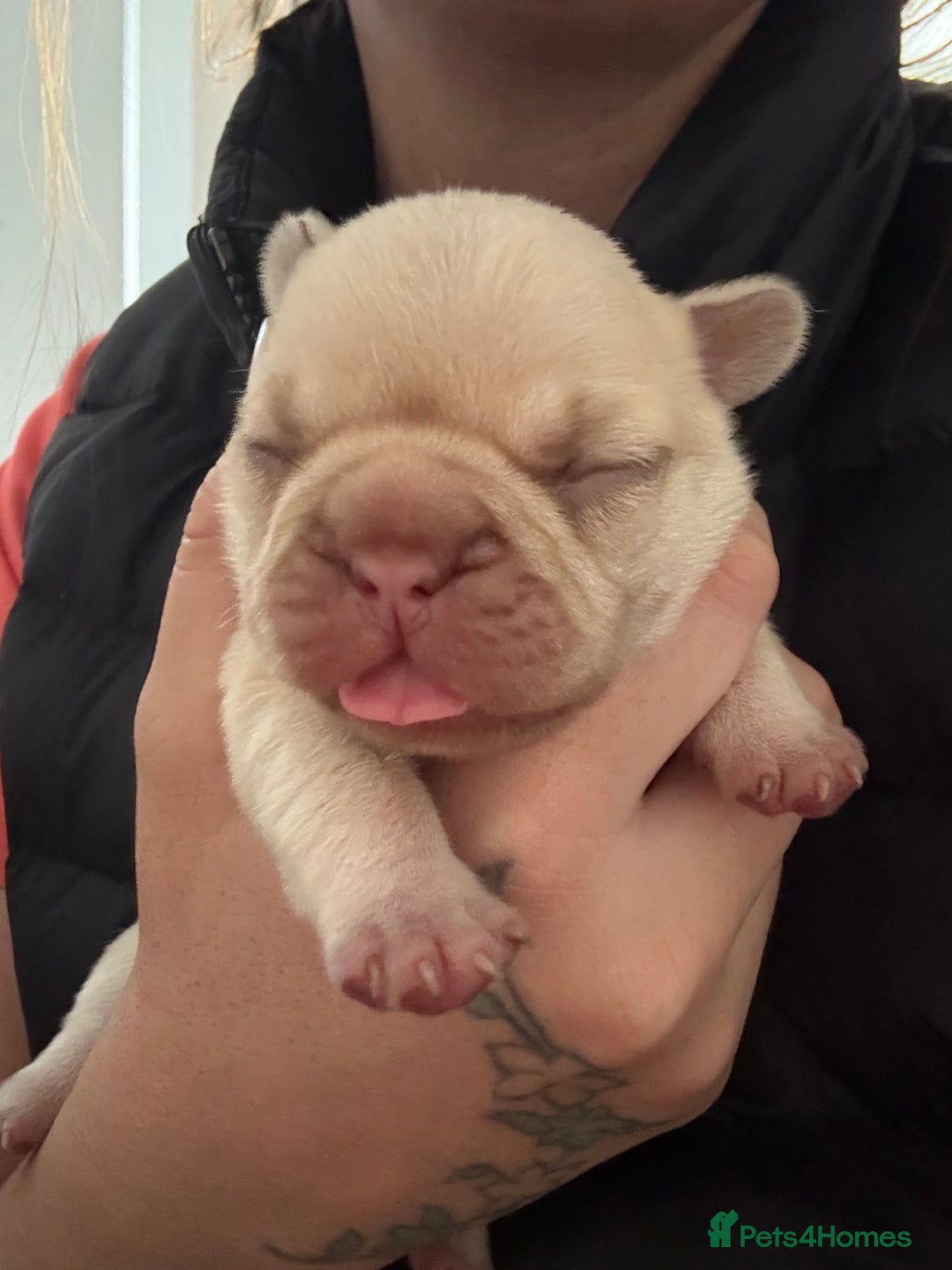 French Bulldog dogs for sale: French bulldog girl - Advert 9