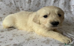 Golden Retriever dogs for sale: Golden Retriever Puppies 🐶🤍 - Image 5