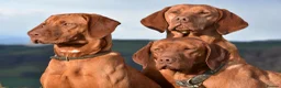 Hungarian Vizsla dogs for sale: 2 Kennel Club Registered Hungarian Vizlas - Advert 2