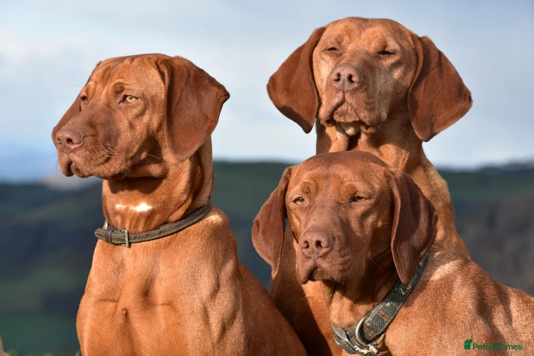 Hungarian Vizsla dogs for sale: 2 Kennel Club Registered Hungarian Vizlas - Advert 2