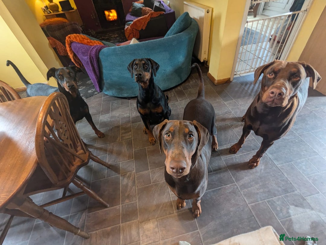 Dobermann dogs for sale: *HEALTH TESTED,HOME REARED,STUNNING DOBERMAN PUPS - Image 38