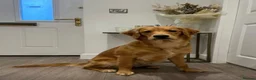Golden Retriever dogs for sale: KC Reg Golden Retriever Puppies Health Tested  - Advert 7