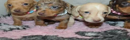 Miniature Dachshund dogs for sale: 🩷✨ extra small Dachshund pups KC kanninchen 🩷✨  - Advert 8