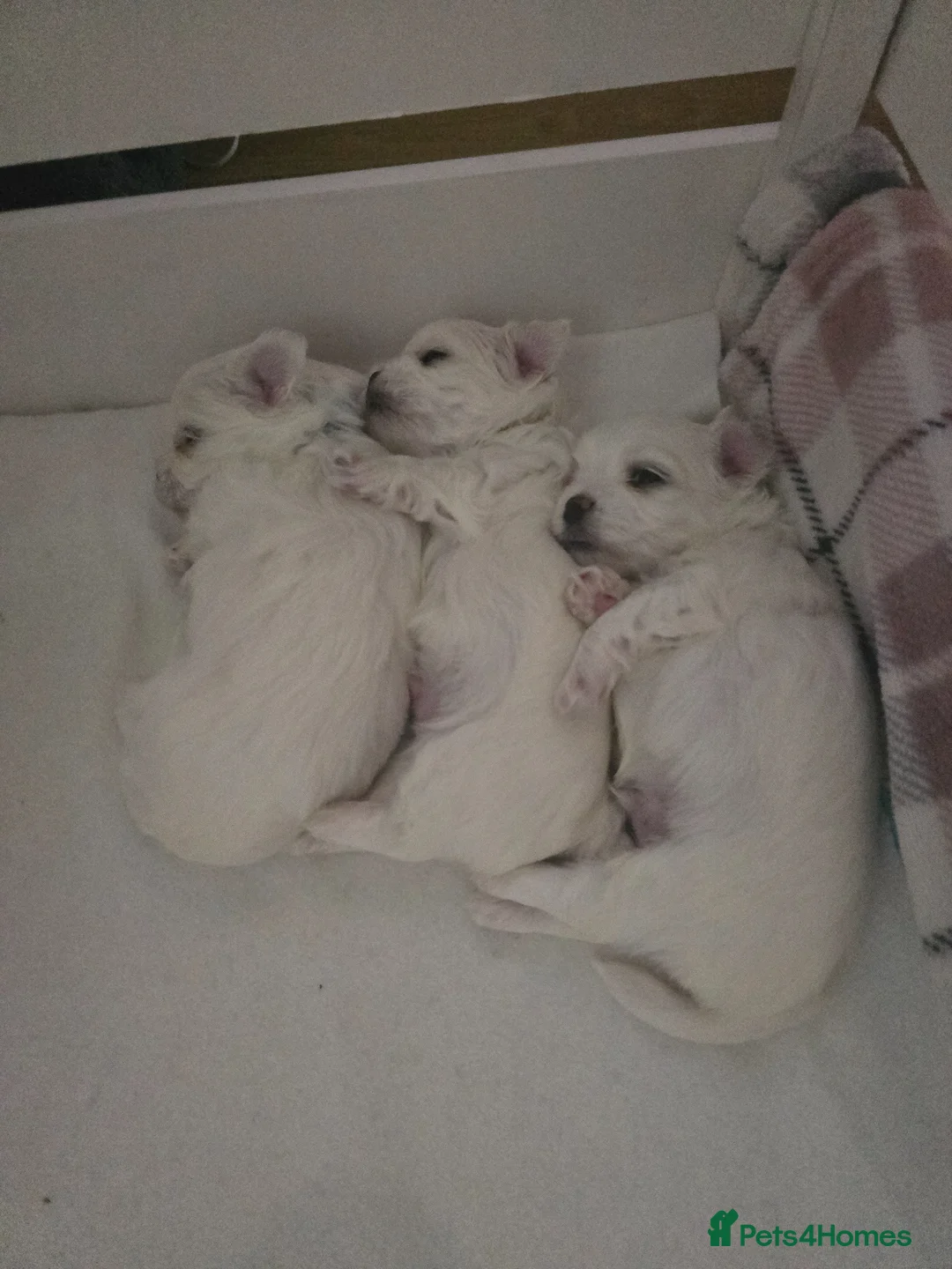 Maltese dogs for sale: Adorable Maltese Puppies for Sale - Advert 9