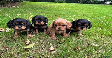 Cavalier King Charles Spaniel dogs - Advert 11