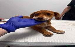 Mixed Breed dogs for adoption: Sandie - for adoption - IN FOSTER IN DONCASTER - Image 4