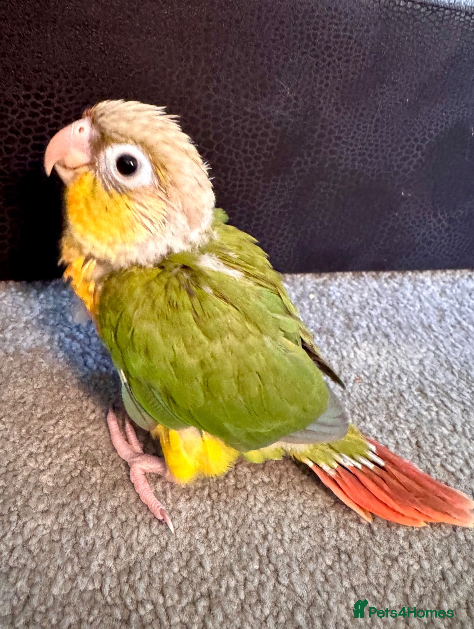 Conures birds Conures - Advert 9