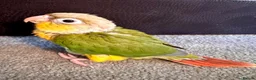 Conures birds for sale: Conures - Advert 3