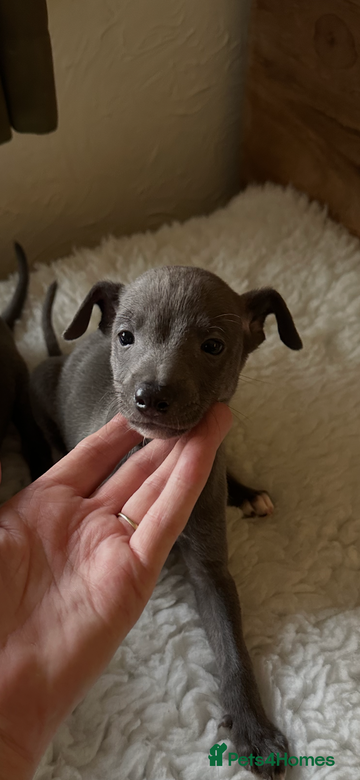 Mixed Breed dogs Whippet x Italian Greyhound Pups - Advert 1