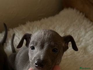 Mixed Breed dogs Whippet x Italian Greyhound Pups - Advert 5