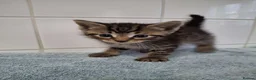 British Shorthair cats for sale: pure tabby kittens - Advert 16
