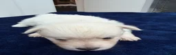 Maltipom dogs for sale: Multipom mojos for sale - Advert 7
