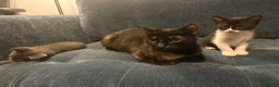 Mixed Breed cats for sale: 3 Female kittens  - Advert 4