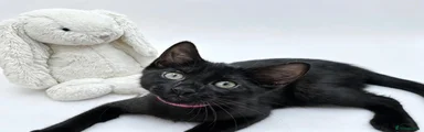 Egyptian Mau 1