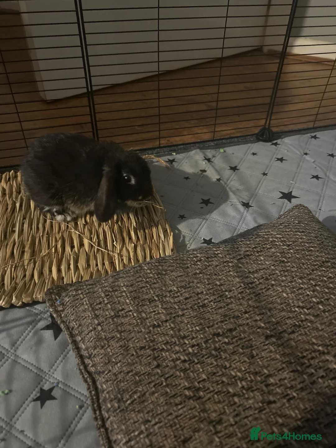 Mini Lop rabbits for sale: Dwarf mini lop for sale in Birmingham - Advert 1