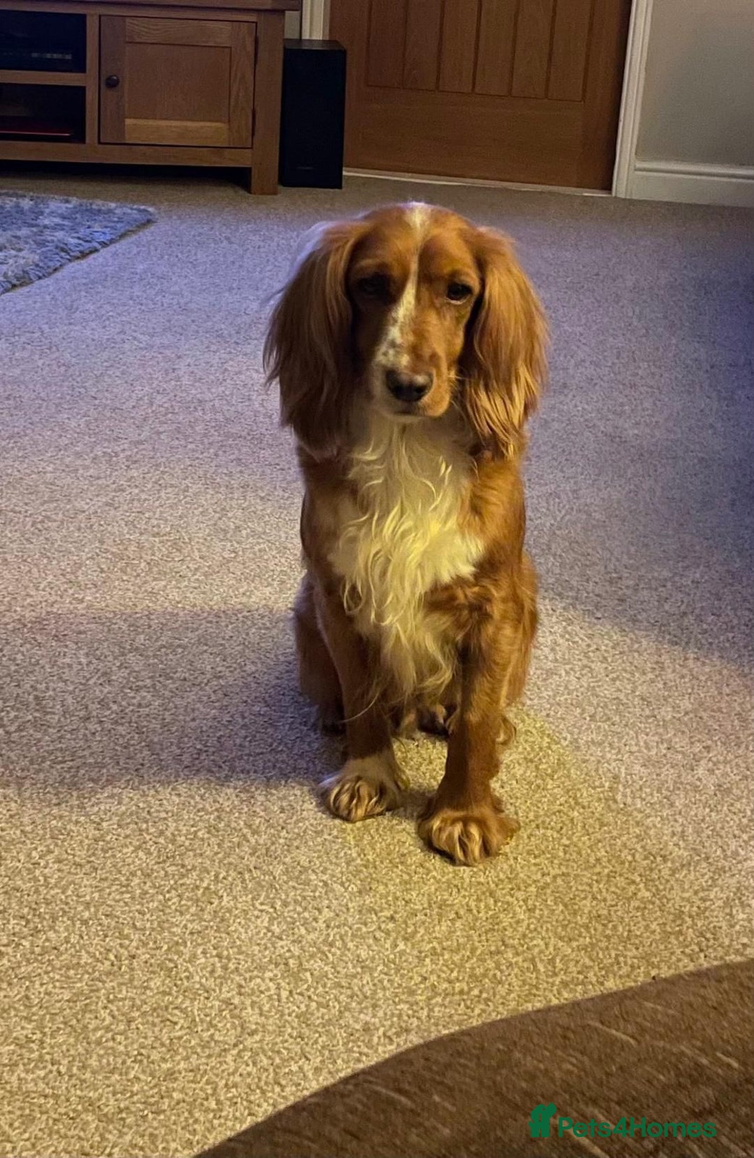 Cocker Spaniel dogs for sale: Fox red cocker spaniel pups  - Image 11