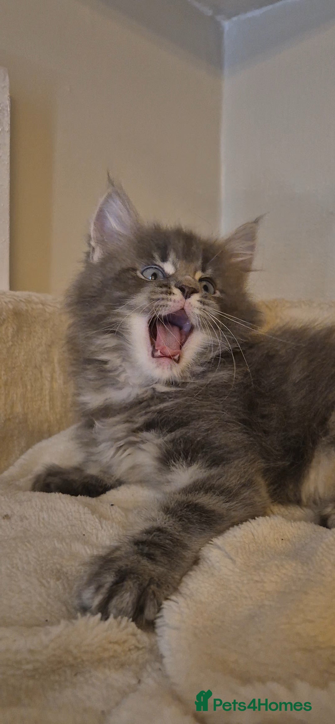 Maine Coon cats for sale: Friendly Maine coone mix baby's ready to go  - Advert 30