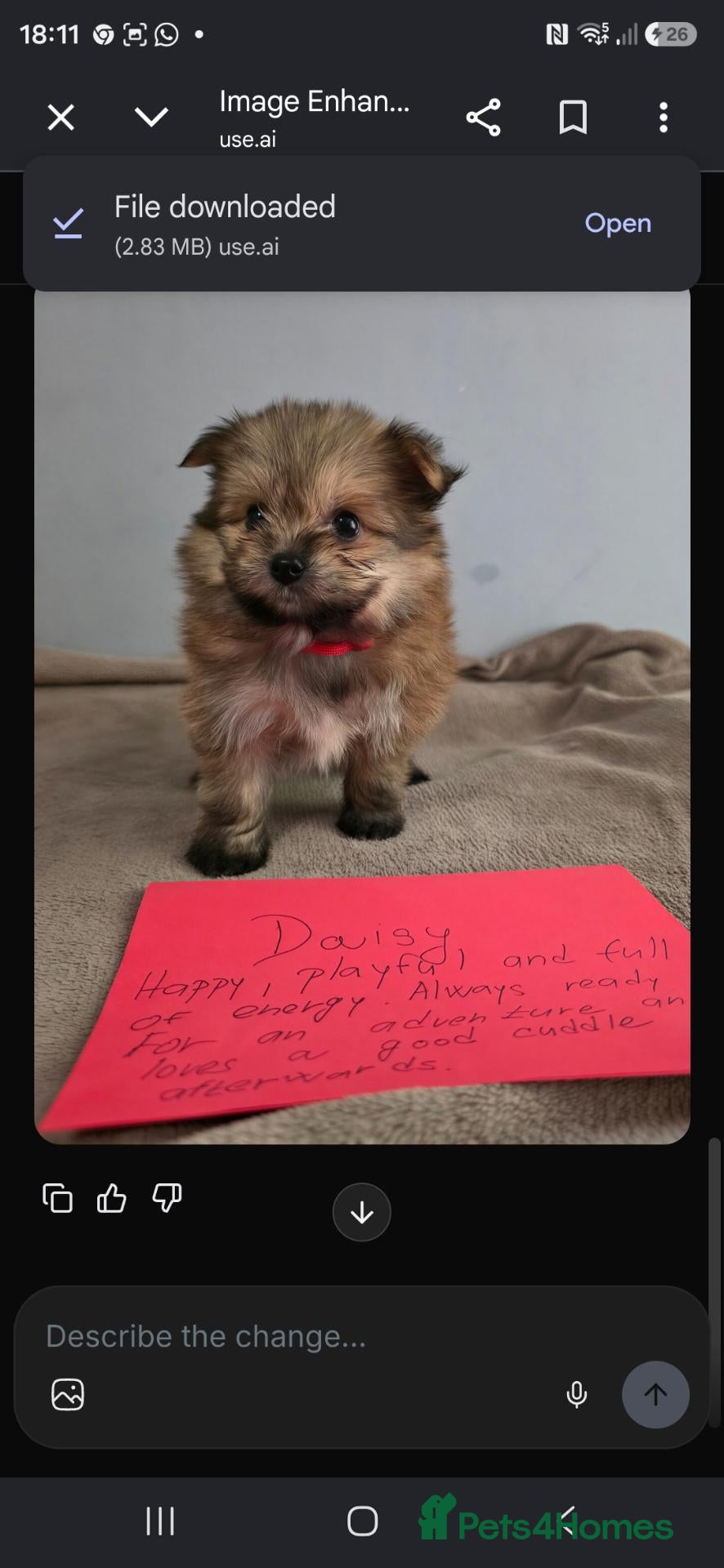 Mixed Breed dogs Yorkie/pomeranian  puppies - Advert 1