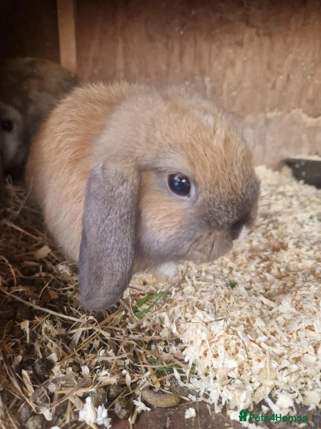 Mini Lop rabbits for sale: Baby Mini Lops - Advert 13