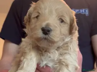 Mixed Breed dogs Mixed breed Malti - Advert 7