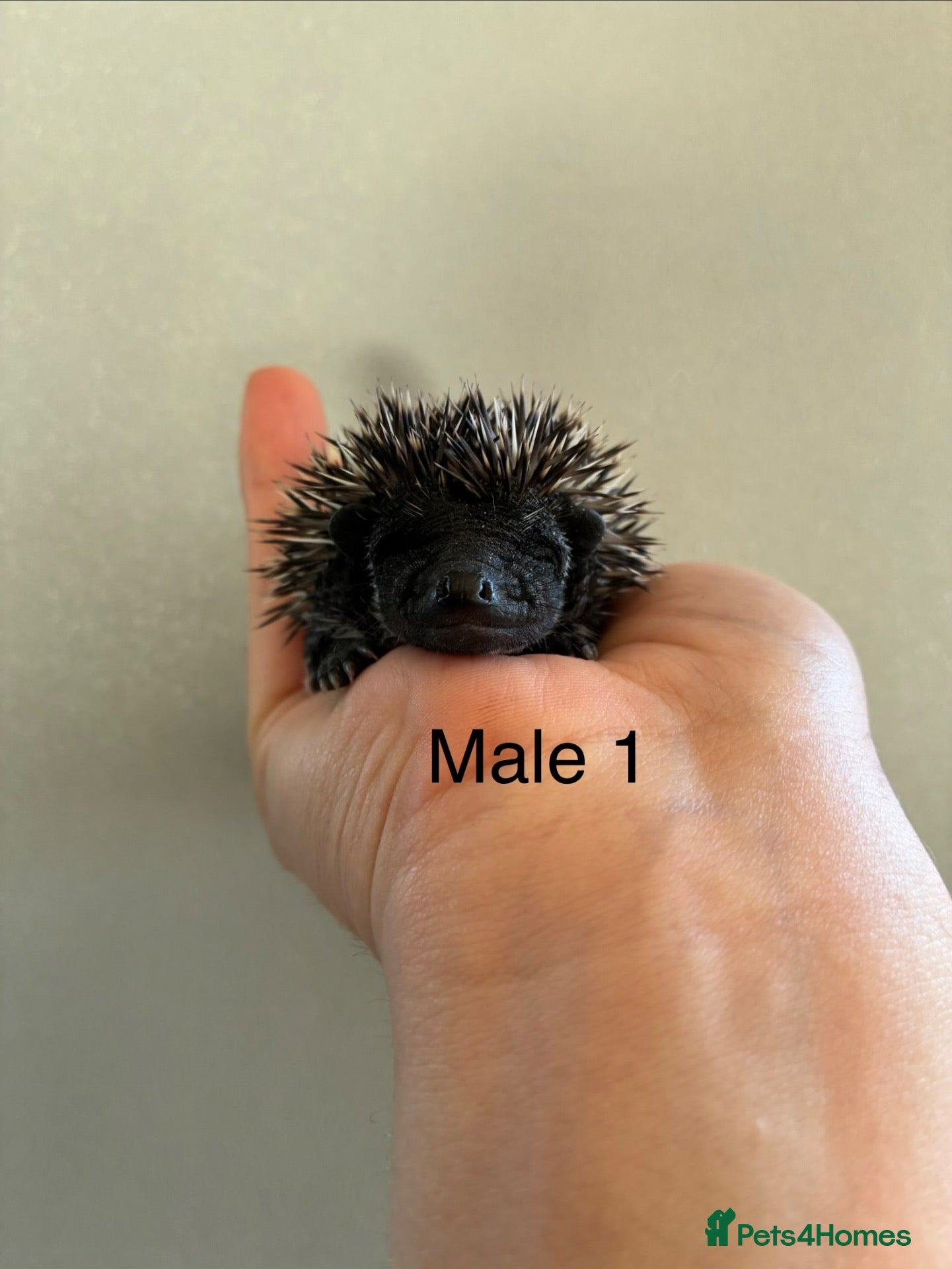 Pygmy Hedgehog rodents Gorgeous litter for Sale!  - Advert 4