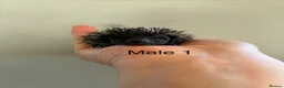 Pygmy Hedgehog rodents for sale: Gorgeous litter for Sale!  - Advert 1