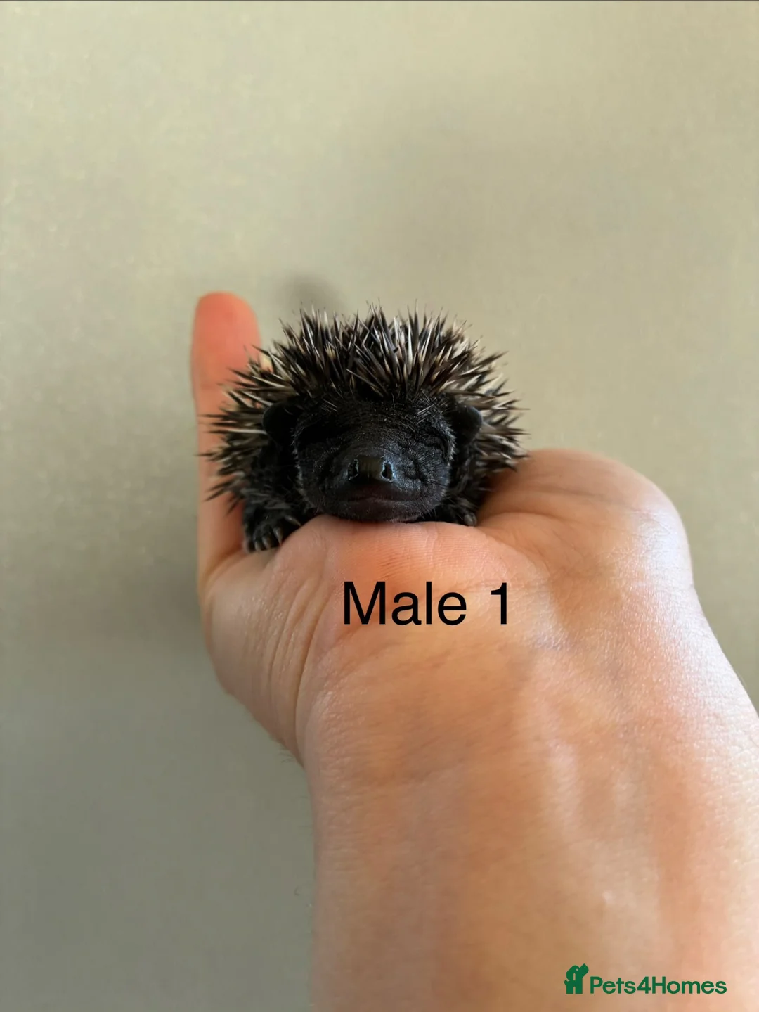 Pygmy Hedgehog rodents for sale: Gorgeous litter for Sale!  - Advert 1