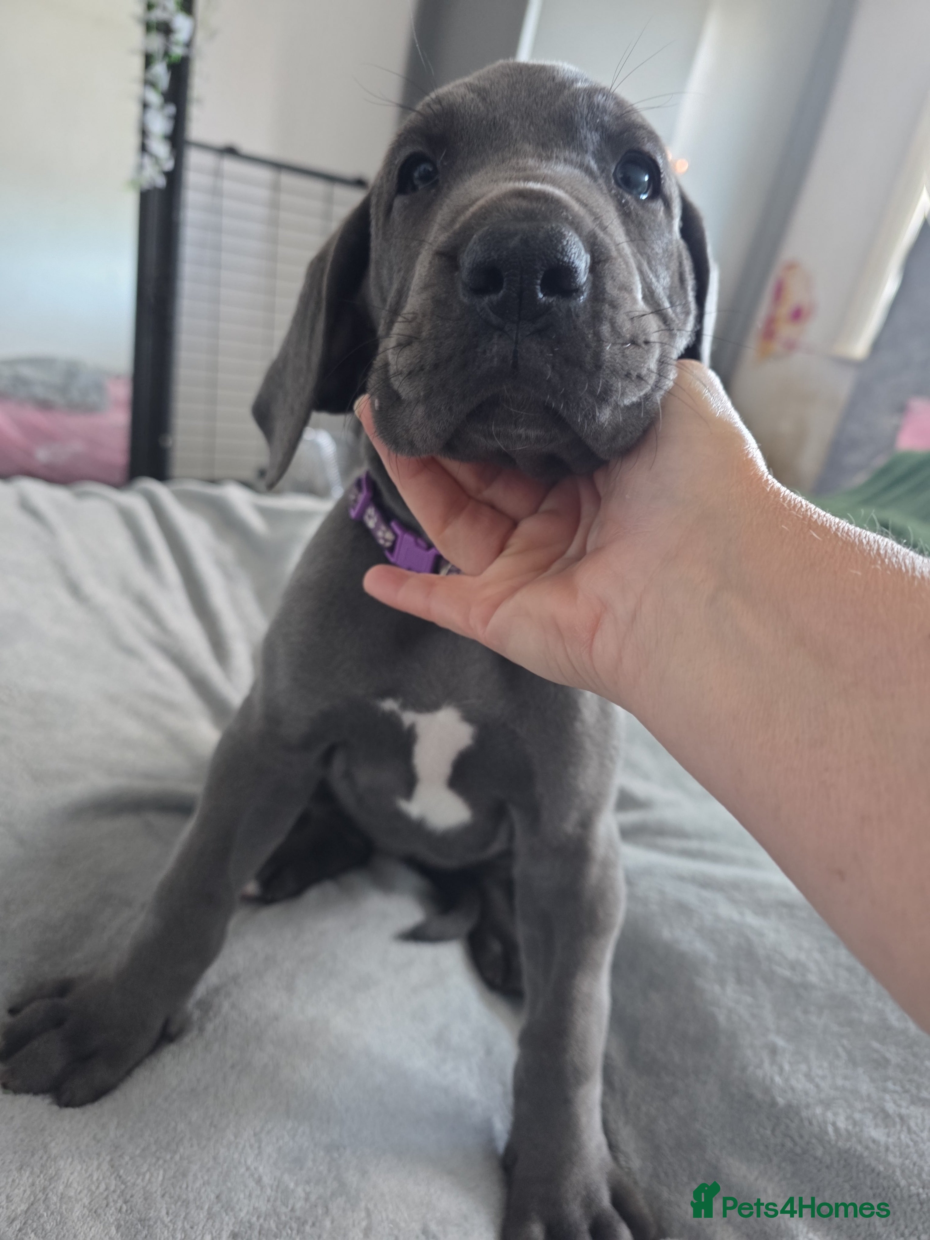 Great Dane dogs Purple collar  - Advert 2