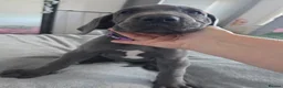 Great Dane dogs for sale: Purple collar  - Advert 2