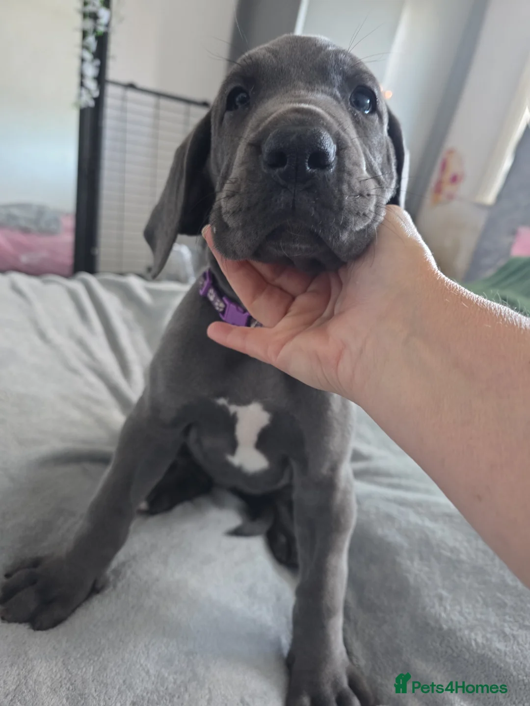 Great Dane dogs for sale: Purple collar  - Advert 2