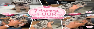 French Bulldog 4
