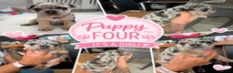 French Bulldog dogs for sale: Gorgeous chunky frenchys - Advert 4