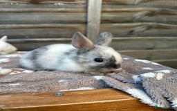 Netherland Dwarf rabbits for sale: Gorgeous Netherland dwarf bunnies  - Image 2